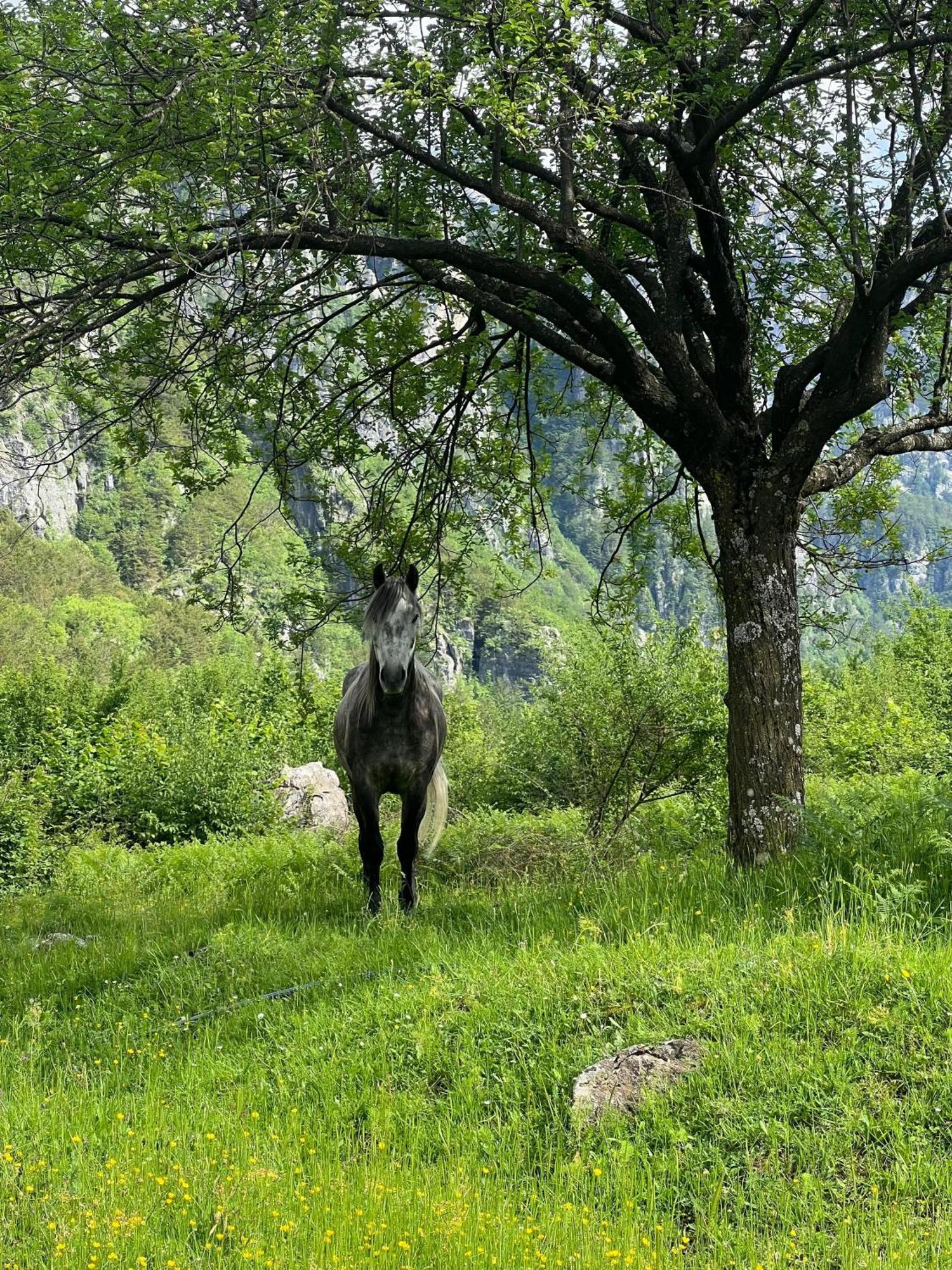 Bujtina Zici Ξενοδοχείο Theth Εξωτερικό φωτογραφία